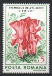 Stamps Romania -  HONGOS.  TREMISCUS  HELVELLOIDES.