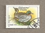 Stamps Hungary -  Pato (Anas grecca)