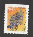 Stamps South Africa -  Aptoaimum procumbens