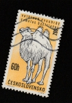Sellos de Europa - Checoslovaquia -  Animales del zoo de Praga, Camello