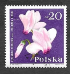Stamps Poland -  1279 - Ciclamen