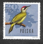 Stamps Poland -  1453 - Pájaro Carpintero Verde