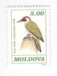Sellos de Europa - Moldavia -  Pito Real