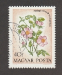 Stamps Hungary -  Rosa gallica
