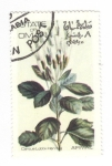 Stamps Oman -  Cantua lobbi