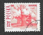 Stamps Poland -  1445 - Robles Viejos de Rogalín