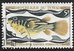Stamps Chad -  Peces - Fahaka Puffer