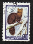 Sellos de Europa - Rusia -  Fauna de la URSS, Sable (Martes zibellina)