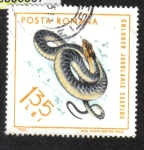 Stamps Romania -  Reptiles, Caspian Whipsnake (Coluber jugularis)