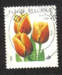 Sellos de Europa - B�lgica -  Tulipán de Triumph 