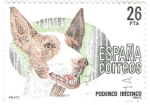 Stamps Spain -  podenco ibicenco