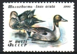 Stamps Russia -  PATOS.   ANAS   ACUTA.