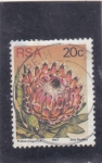 Sellos de Africa - Sud�frica -  Protea magnifica