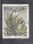 Sellos de Africa - Sud�frica -  (Protea mundii)