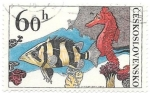 Sellos de Europa - Checoslovaquia -  fauna marina