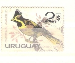 Sellos de America - Uruguay -  cardenal amarillo