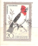 Stamps : America : Uruguay :  cardenal colorado RESERVADO