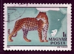 Stamps Hungary -  Leopardo