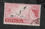 Stamps : America : Bermuda :  141 A - Phaeton flavirostris