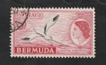 Stamps : America : Bermuda :  141 A - Phaeton flavirostris