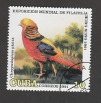 Sellos de America - Cuba -  Chrysolophus pictus