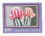 Stamps Hungary -  cactus