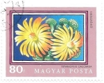 Stamps Hungary -  cactus