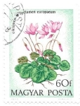 Stamps Hungary -  ciclamen