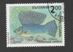 Stamps Bulgaria -  Mollienesia velifera