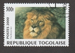 Sellos de Africa - Togo -  Panthera leo