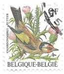 Stamps Belgium -  pájaro