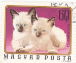 Stamps : Europe : Hungary :  gatos domésticos 