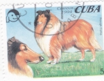 Stamps Cuba -  PERROS DE RAZA