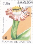 Stamps Cuba -  flores de captus 