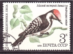 Stamps Russia -  serie- Pajaros