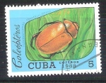 Sellos de America - Cuba -  coleóptero