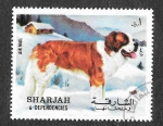 Sellos de Asia - Emiratos rabes Unidos -  Mi1027A - Perro