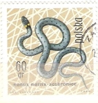 Stamps Poland -  natrix natrix RESERVADO