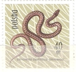 Stamps Poland -  Coronellia austriaca RESERVADO