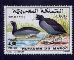 Stamps Morocco -  Patos