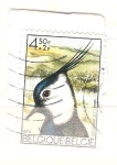 Stamps Belgium -  vanellus vanellus RESERVADO