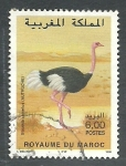 Stamps Morocco -  Avestrus