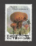 Stamps North Korea -  Calvaria craniiformis