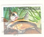 Stamps Nicaragua -  corydoras arcuatus RESERVADO