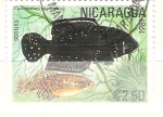 Stamps : America : Nicaragua :  cynolebias nigripinnis RESERVADO