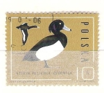 Stamps Poland -  aythya fuligula