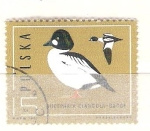 Stamps Poland -  bucephala clangula