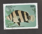 Stamps : Africa : Cameroon :  Datnioides microlepis