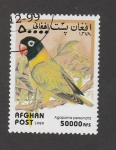 Stamps Afghanistan -  Agarponis personata
