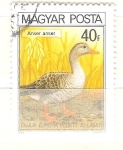 Stamps Hungary -  anser anser